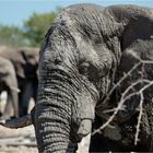 Etosha # 22