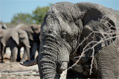 Etosha # 22