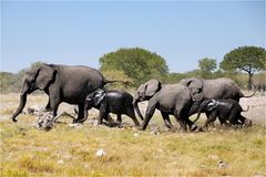 Etosha # 23