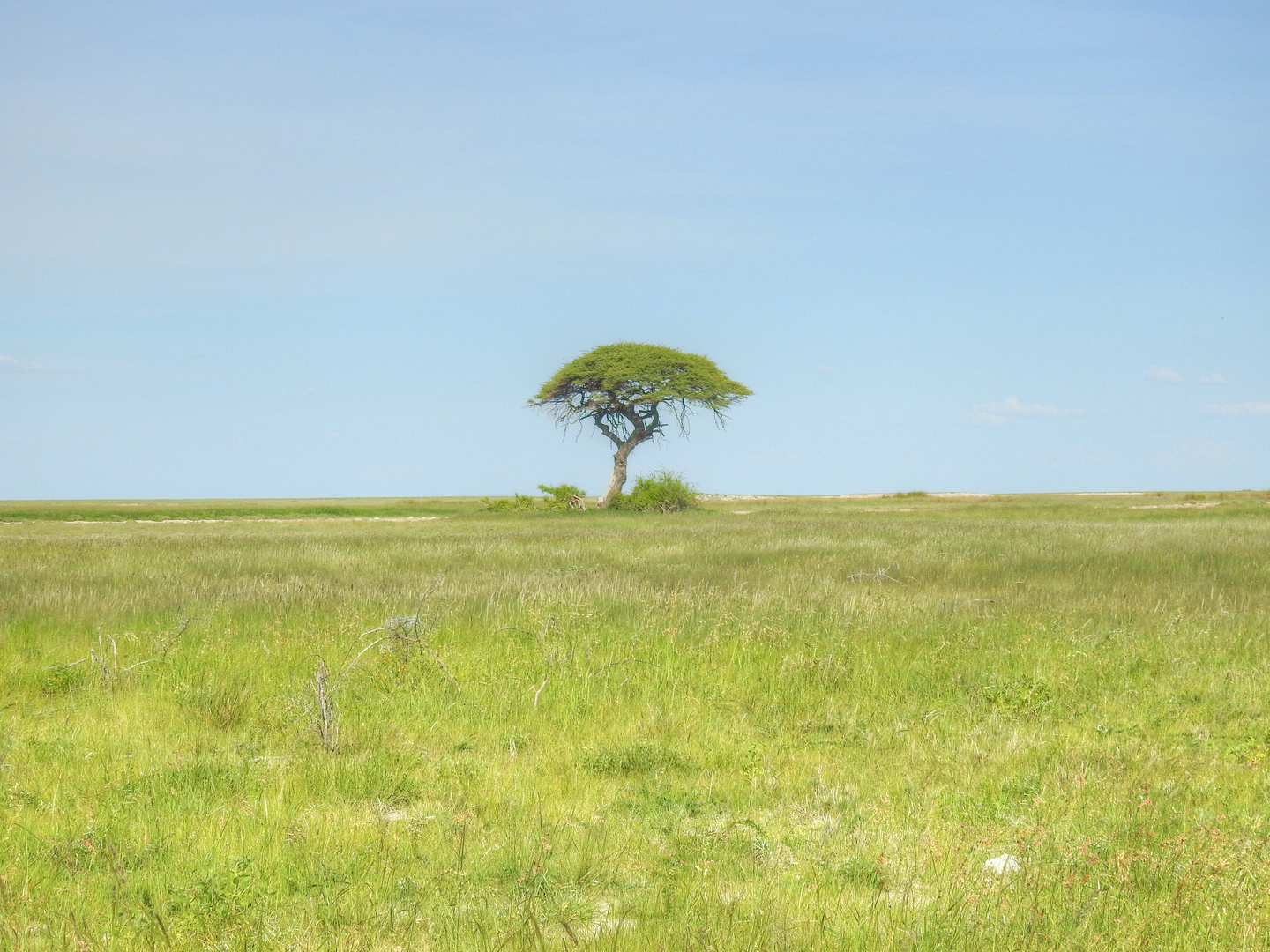 Etosha