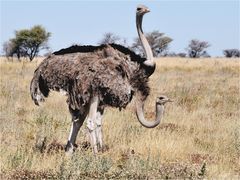 Etosha # 24