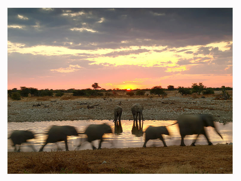 -Etosha-