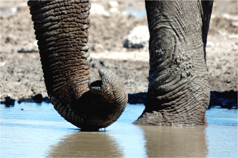 Etosha # 25