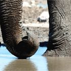 Etosha # 25