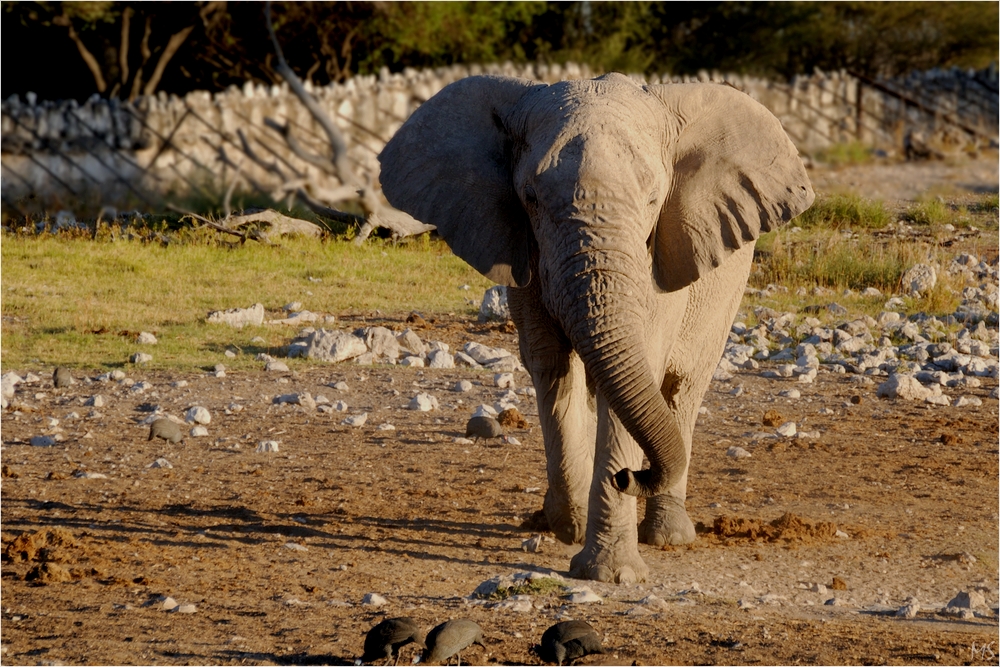 Etosha # 26