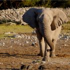 Etosha # 26