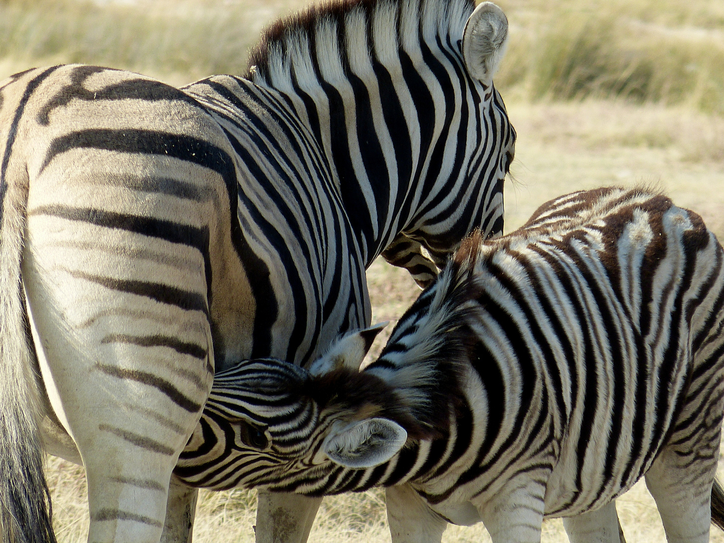 Etosha