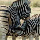 Etosha