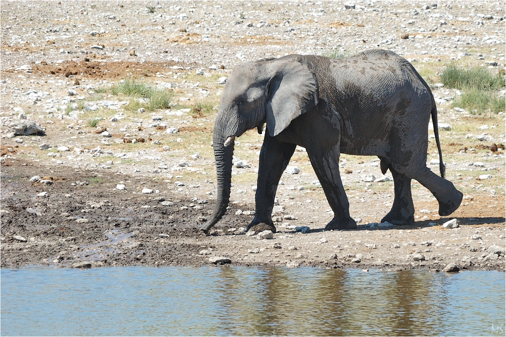 Etosha # 3