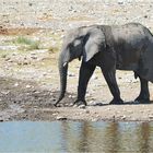 Etosha # 3