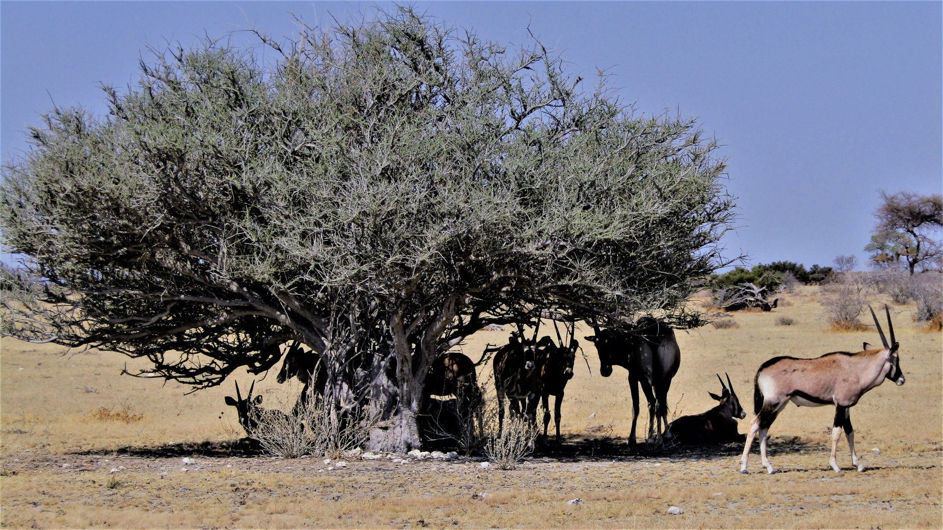 Etosha 3...Schatten...