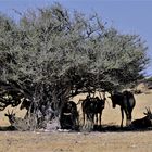 Etosha 3...Schatten...