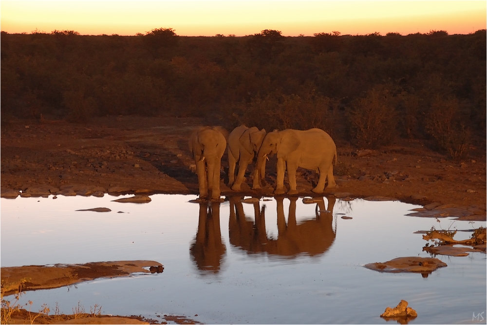 Etosha # 4