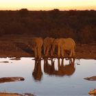 Etosha # 4