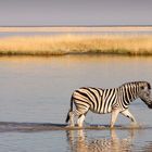 Etosha