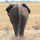 Etosha