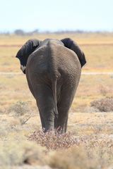 Etosha