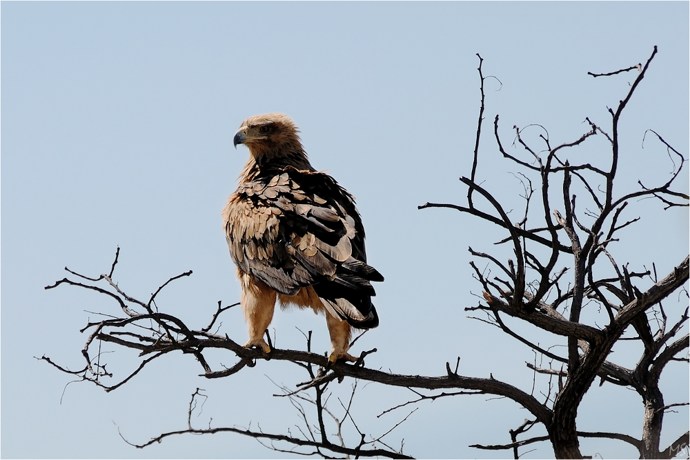 Etosha # 5