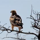 Etosha # 5