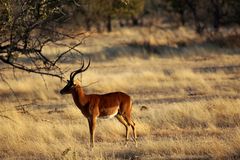 Etosha 