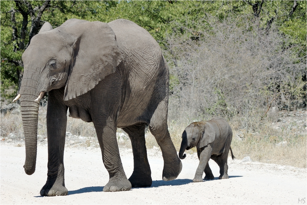 Etosha # 6