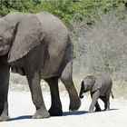 Etosha # 6