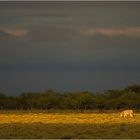 Etosha - 6:00 Uhr