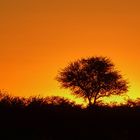 Etosha