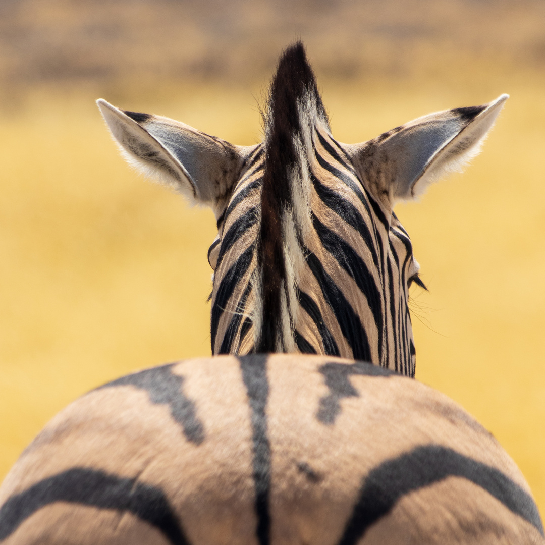 Etosha