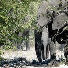 Etosha # 7