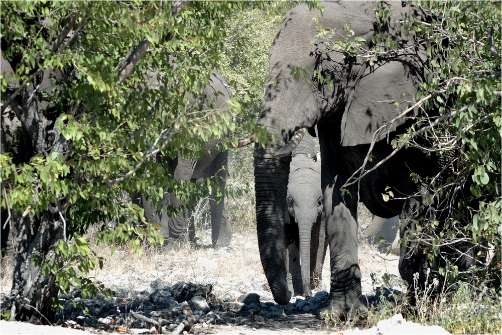 Etosha # 7