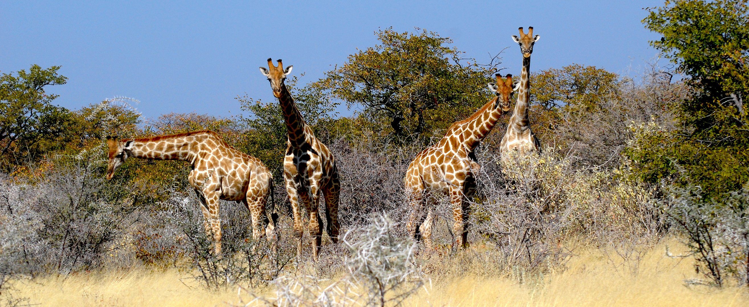 Etosha