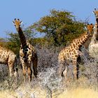 Etosha