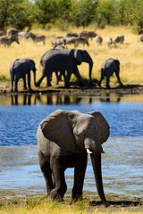 Etosha