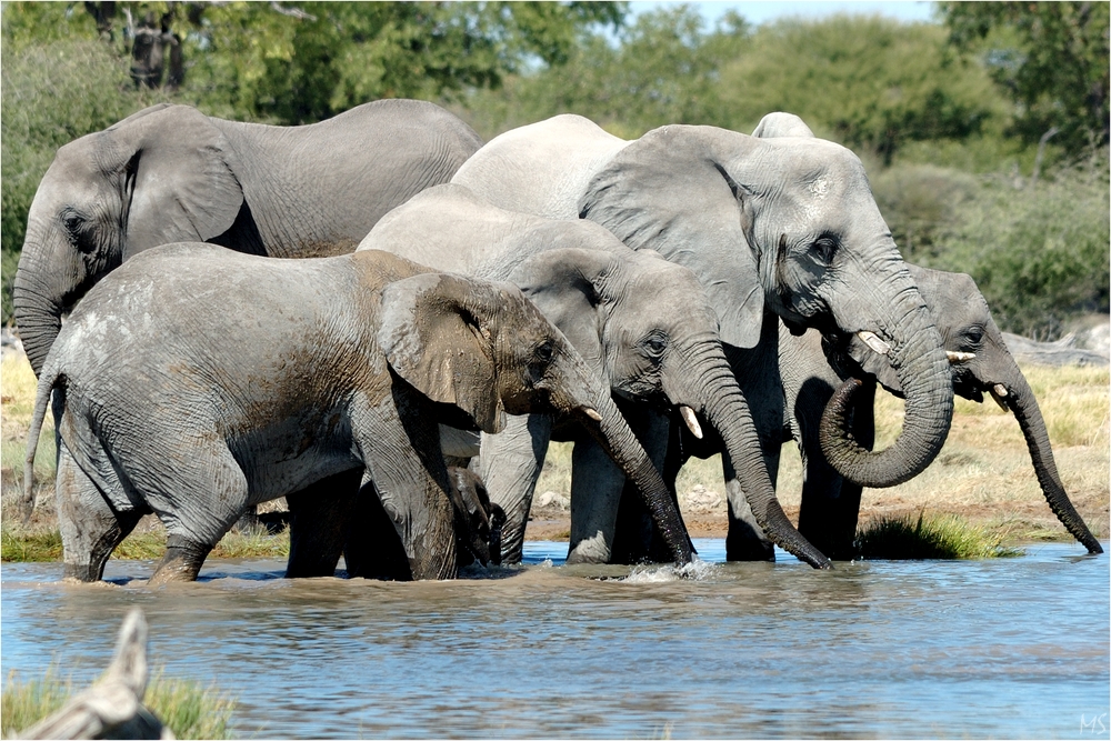 Etosha # 8