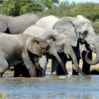 Etosha # 8