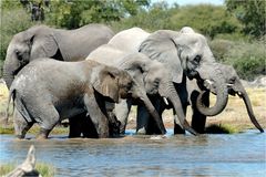 Etosha # 8