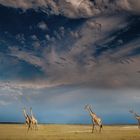 Etosha