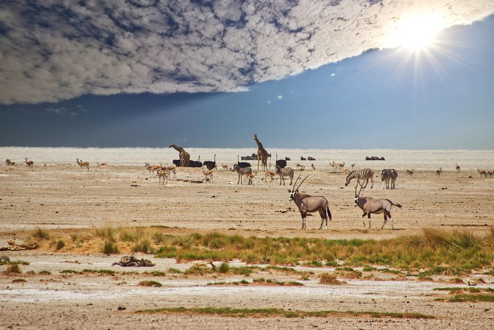 Etosha