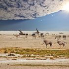 Etosha