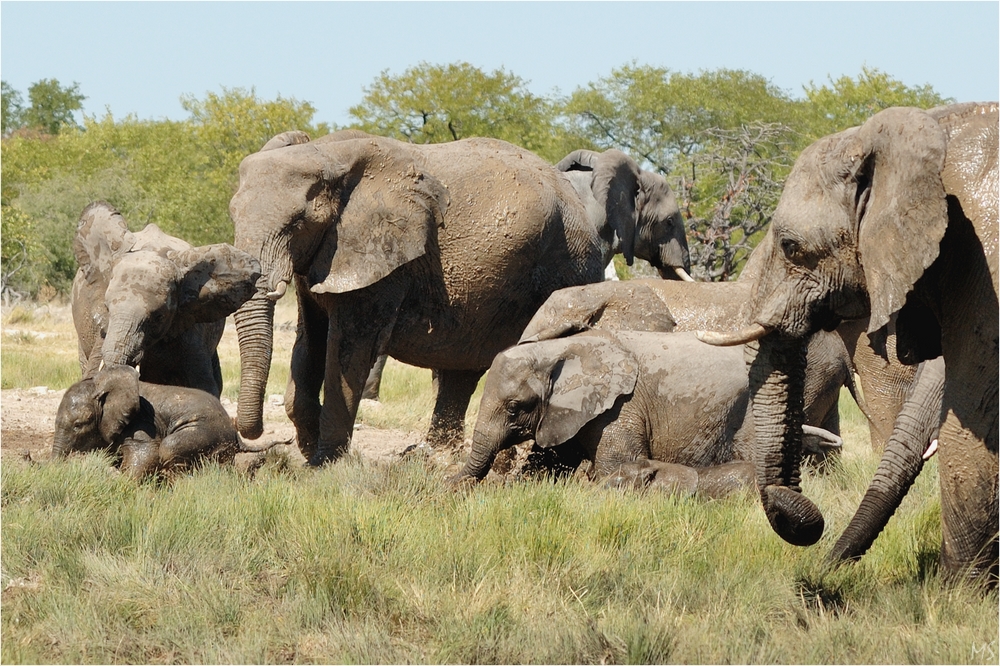 Etosha # 9