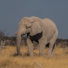 Etosha