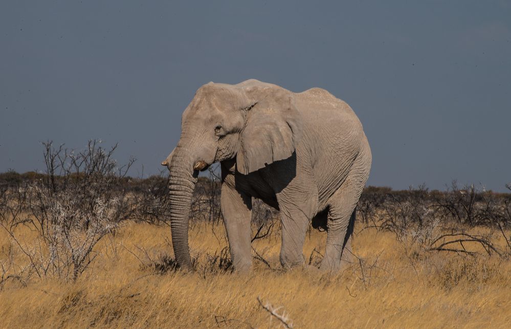 Etosha