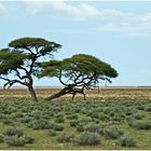 Etosha