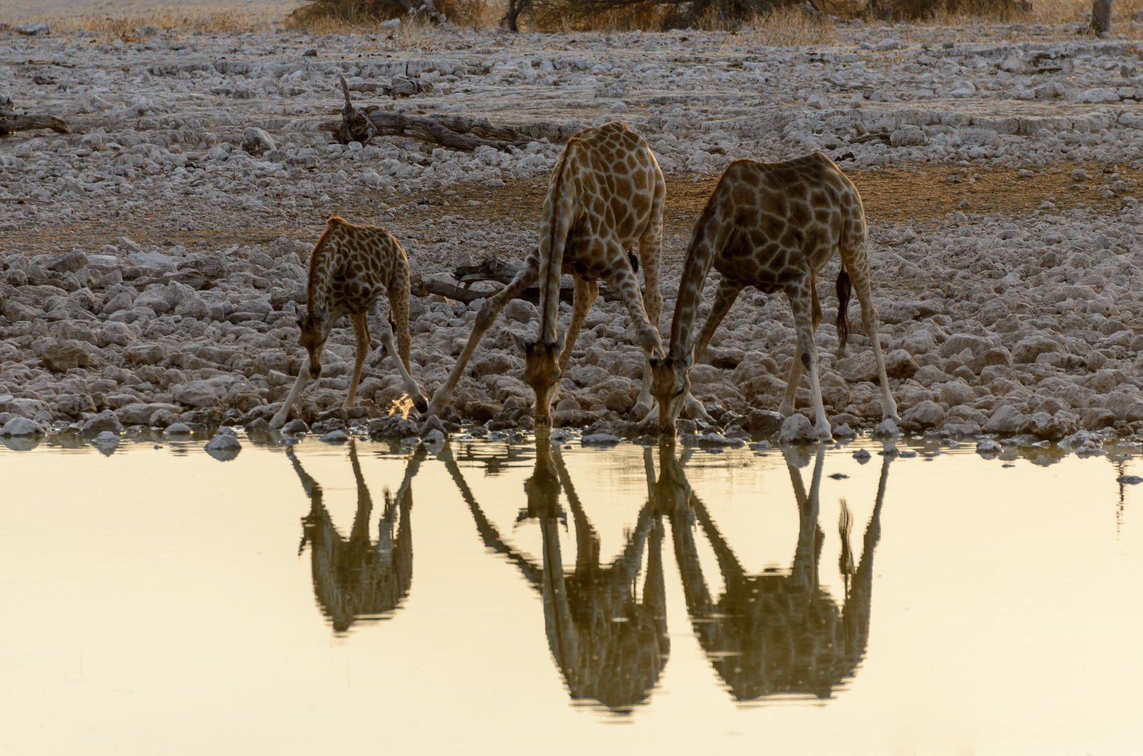 Etosha-Abend