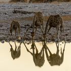 Etosha-Abend