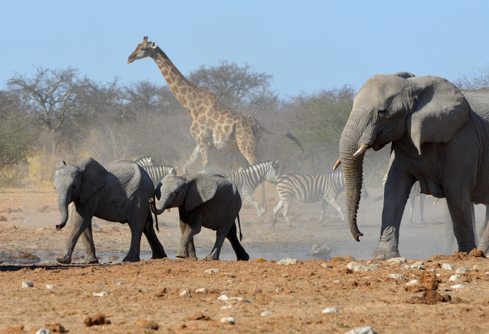 Etosha