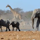 Etosha