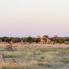 Etosha am frühen Morgen