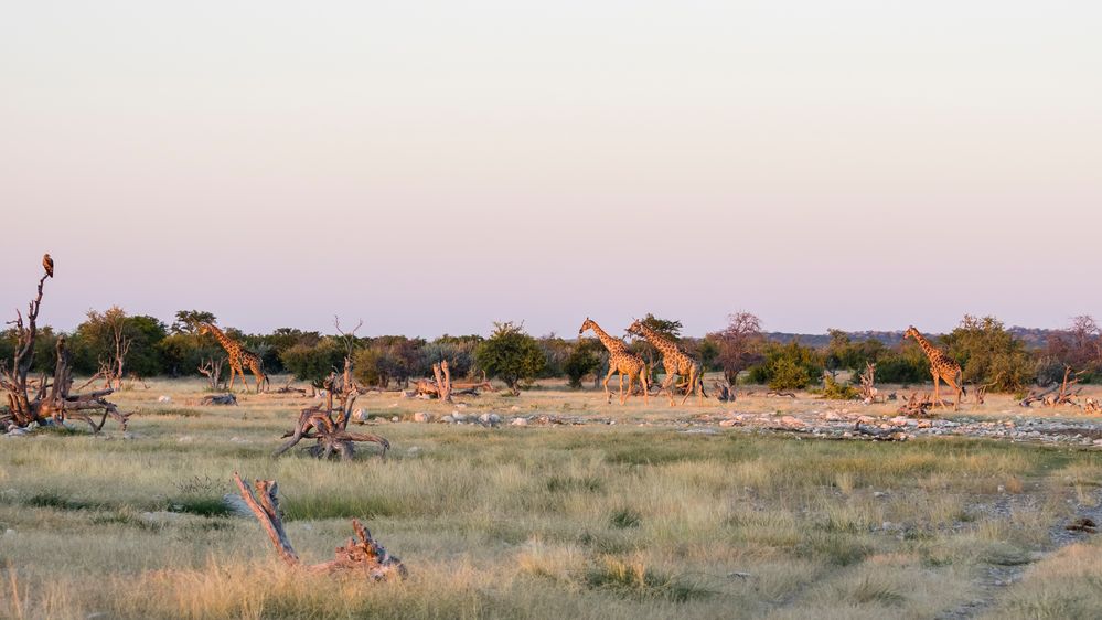 Etosha am frühen Morgen